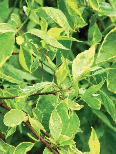 Иллюстрация к книге — Миллион растений для вашего сада [_137.jpg]