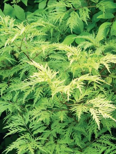 Иллюстрация к книге — Миллион растений для вашего сада [_138.jpg]