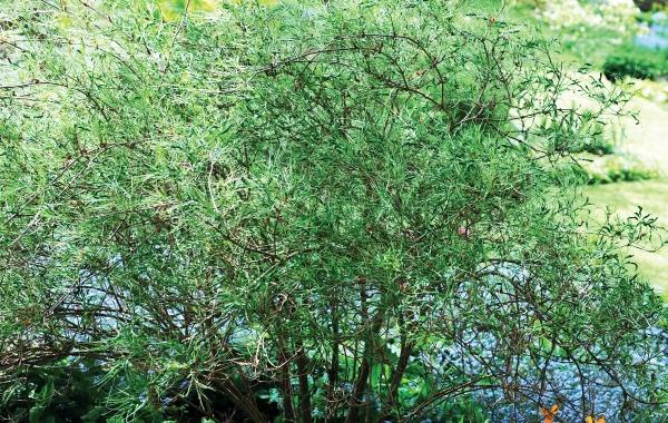 Иллюстрация к книге — Миллион растений для вашего сада [_139.jpg]