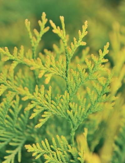 Иллюстрация к книге — Миллион растений для вашего сада [_14.jpg]