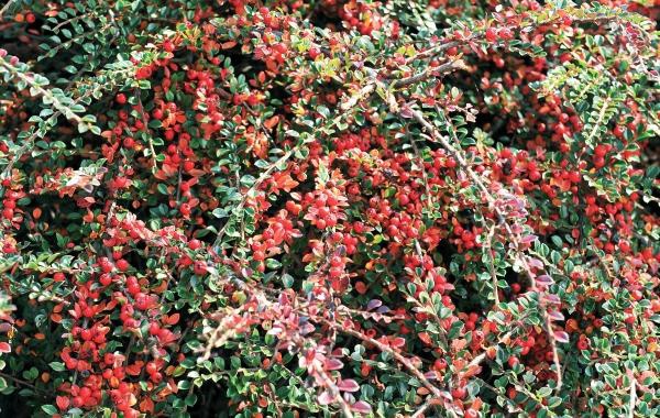 Иллюстрация к книге — Миллион растений для вашего сада [_140.jpg]