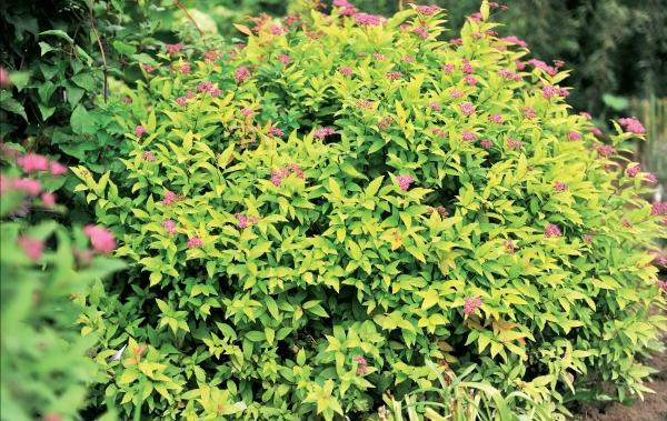 Иллюстрация к книге — Миллион растений для вашего сада [_141.jpg]