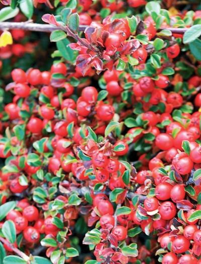 Иллюстрация к книге — Миллион растений для вашего сада [_142.jpg]