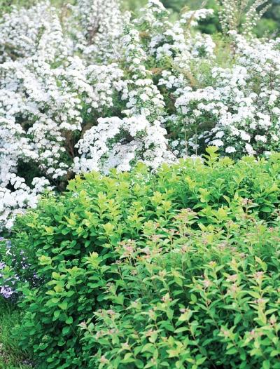 Иллюстрация к книге — Миллион растений для вашего сада [_145.jpg]