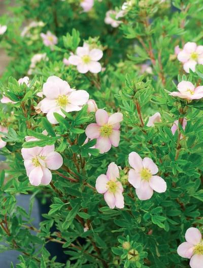 Иллюстрация к книге — Миллион растений для вашего сада [_147.jpg]