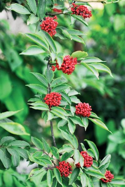 Иллюстрация к книге — Миллион растений для вашего сада [_149.jpg]