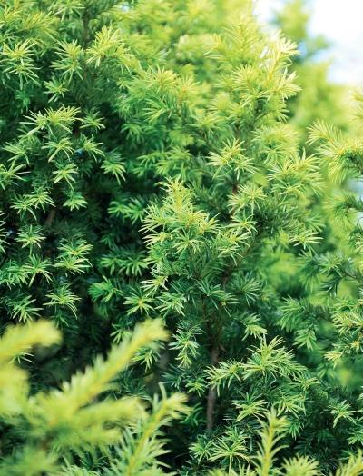 Иллюстрация к книге — Миллион растений для вашего сада [_15.jpg]