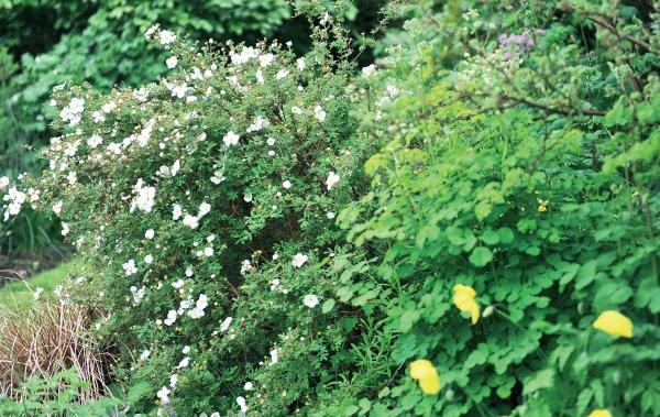 Иллюстрация к книге — Миллион растений для вашего сада [_150.jpg]