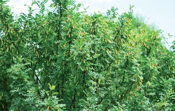 Иллюстрация к книге — Миллион растений для вашего сада [_151.jpg]