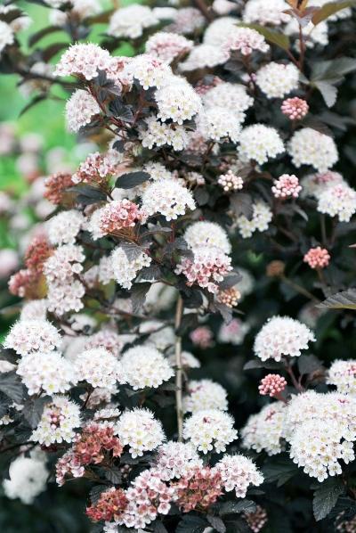 Иллюстрация к книге — Миллион растений для вашего сада [_152.jpg]