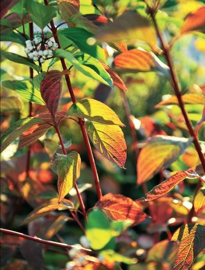 Иллюстрация к книге — Миллион растений для вашего сада [_155.jpg]