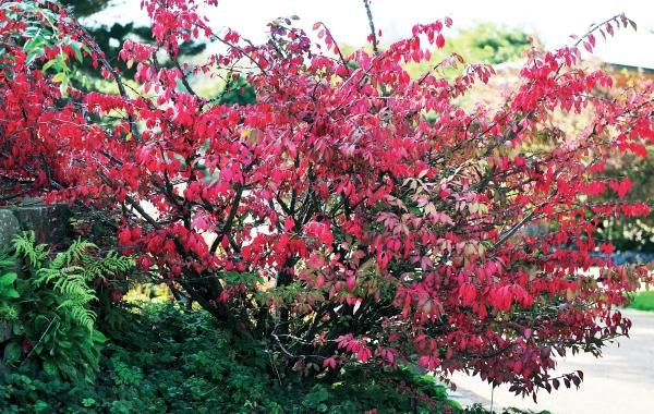 Иллюстрация к книге — Миллион растений для вашего сада [_156.jpg]