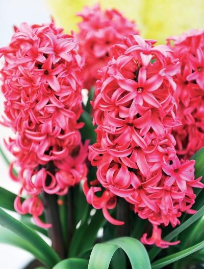 Иллюстрация к книге — Миллион растений для вашего сада [_158.jpg]