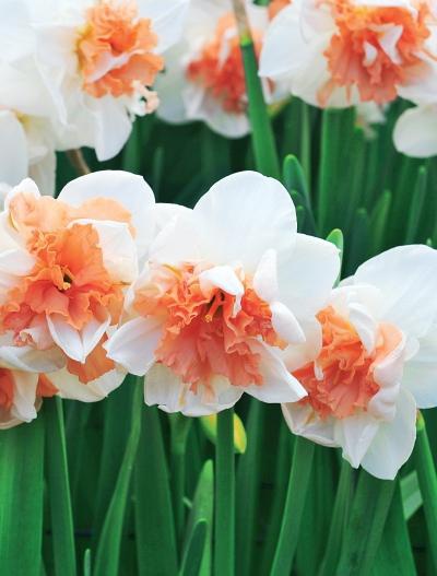 Иллюстрация к книге — Миллион растений для вашего сада [_159.jpg]