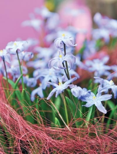 Иллюстрация к книге — Миллион растений для вашего сада [_161.jpg]