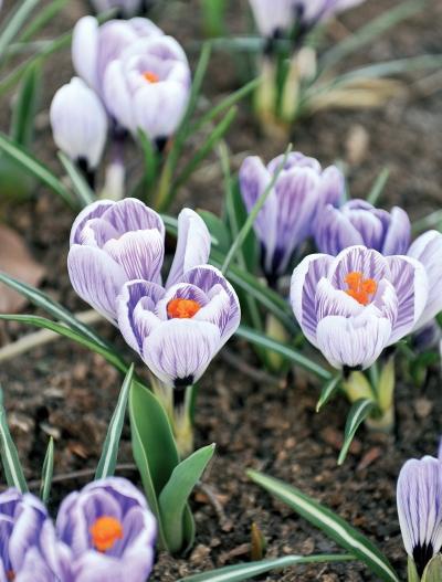 Иллюстрация к книге — Миллион растений для вашего сада [_164.jpg]