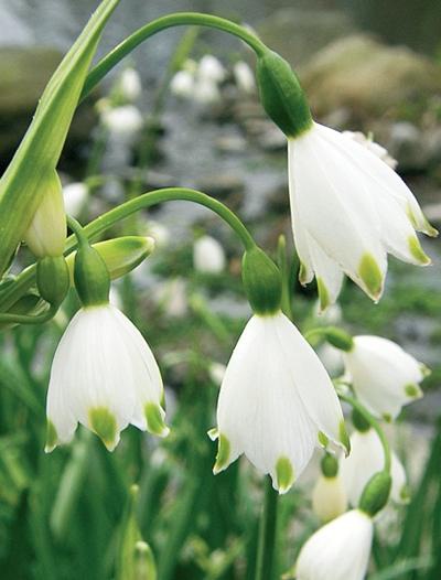 Иллюстрация к книге — Миллион растений для вашего сада [_166.jpg]