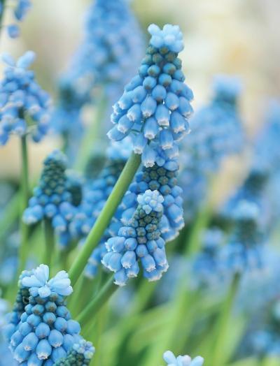 Иллюстрация к книге — Миллион растений для вашего сада [_167.jpg]