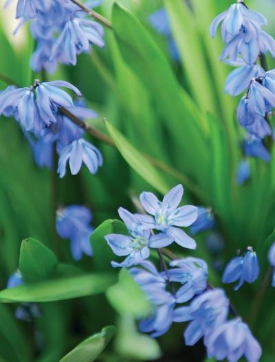 Иллюстрация к книге — Миллион растений для вашего сада [_168.jpg]