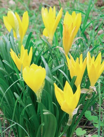 Иллюстрация к книге — Миллион растений для вашего сада [_170.jpg]