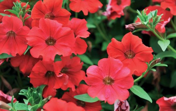 Иллюстрация к книге — Миллион растений для вашего сада [_172.jpg]