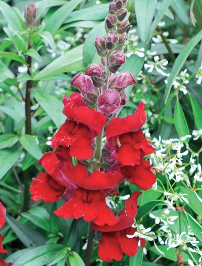 Иллюстрация к книге — Миллион растений для вашего сада [_174.jpg]