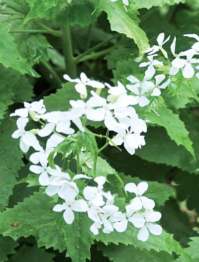 Иллюстрация к книге — Миллион растений для вашего сада [_175.jpg]