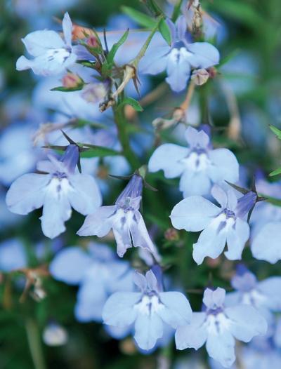 Иллюстрация к книге — Миллион растений для вашего сада [_176.jpg]