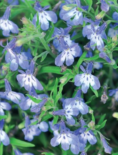 Иллюстрация к книге — Миллион растений для вашего сада [_177.jpg]