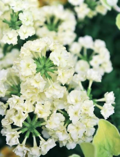 Иллюстрация к книге — Миллион растений для вашего сада [_179.jpg]