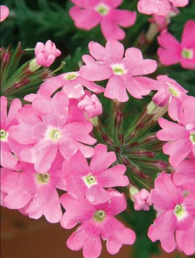 Иллюстрация к книге — Миллион растений для вашего сада [_180.jpg]