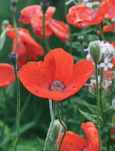 Иллюстрация к книге — Миллион растений для вашего сада [_181.jpg]