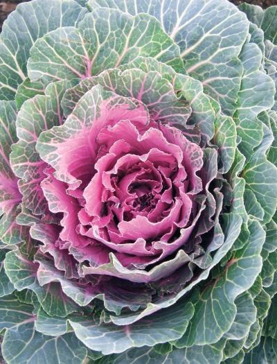 Иллюстрация к книге — Миллион растений для вашего сада [_183.jpg]