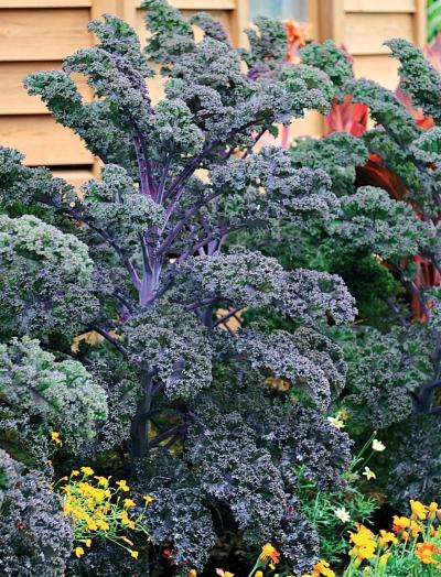 Иллюстрация к книге — Миллион растений для вашего сада [_184.jpg]