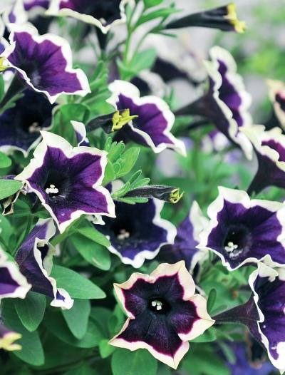 Иллюстрация к книге — Миллион растений для вашего сада [_185.jpg]