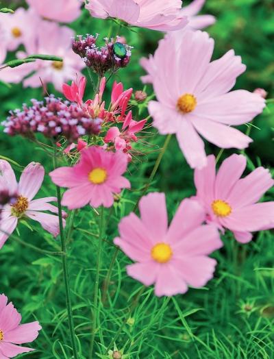 Иллюстрация к книге — Миллион растений для вашего сада [_189.jpg]