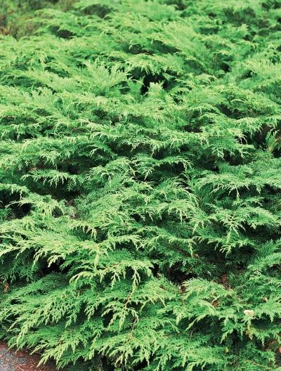 Иллюстрация к книге — Миллион растений для вашего сада [_19.jpg]