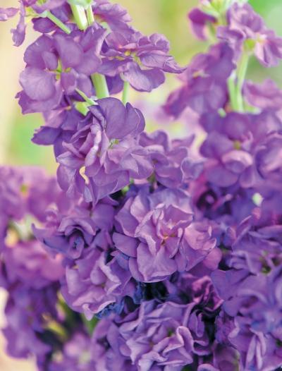 Иллюстрация к книге — Миллион растений для вашего сада [_194.jpg]