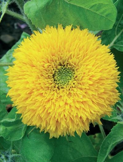 Иллюстрация к книге — Миллион растений для вашего сада [_195.jpg]