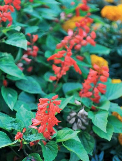 Иллюстрация к книге — Миллион растений для вашего сада [_197.jpg]