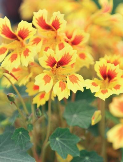 Иллюстрация к книге — Миллион растений для вашего сада [_200.jpg]