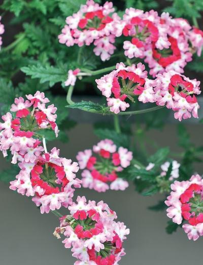 Иллюстрация к книге — Миллион растений для вашего сада [_202.jpg]