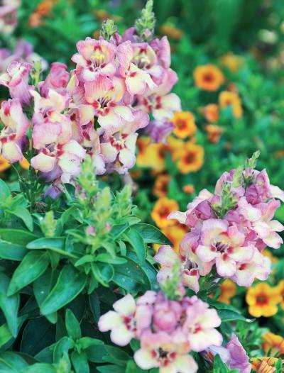 Иллюстрация к книге — Миллион растений для вашего сада [_204.jpg]