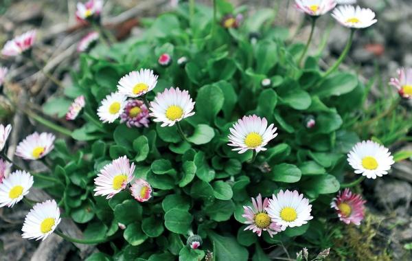 Иллюстрация к книге — Миллион растений для вашего сада [_205.jpg]