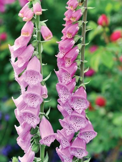 Иллюстрация к книге — Миллион растений для вашего сада [_207.jpg]