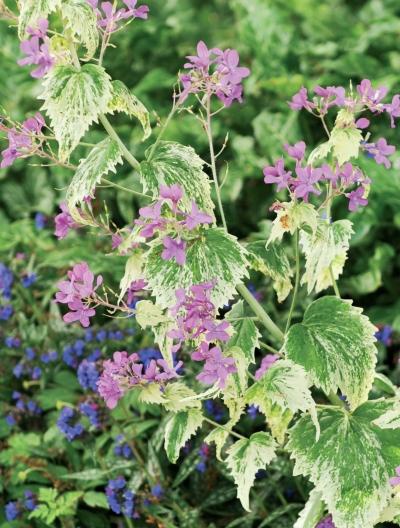 Иллюстрация к книге — Миллион растений для вашего сада [_209.jpg]