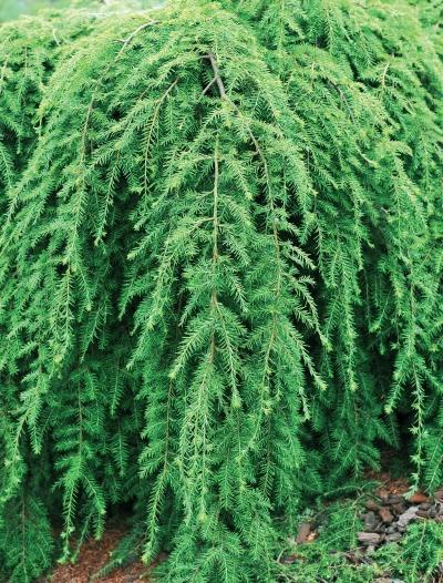 Иллюстрация к книге — Миллион растений для вашего сада [_21.jpg]