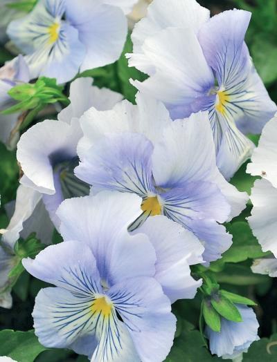 Иллюстрация к книге — Миллион растений для вашего сада [_210.jpg]