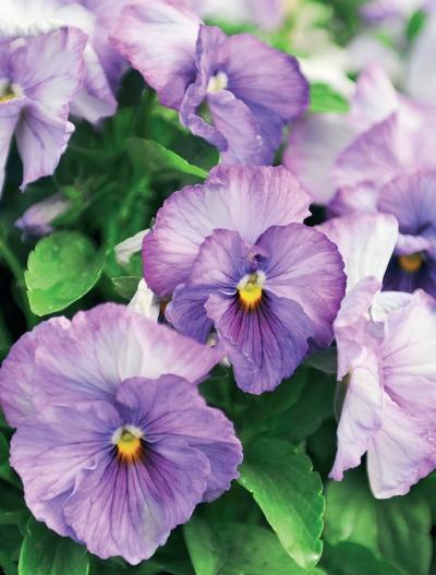 Иллюстрация к книге — Миллион растений для вашего сада [_211.jpg]