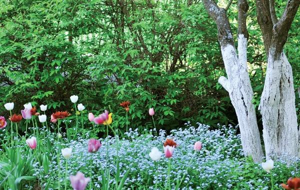 Иллюстрация к книге — Миллион растений для вашего сада [_212.jpg]